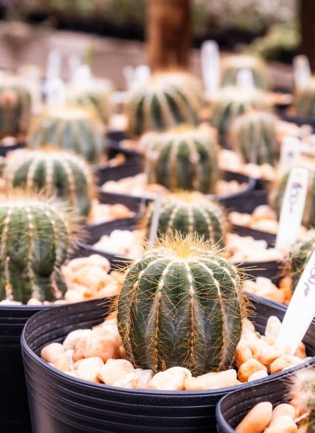 Cactos