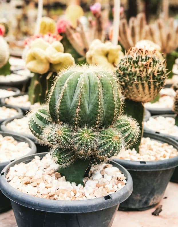 Cactos