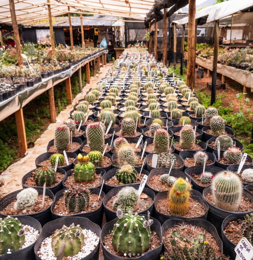 Cactos