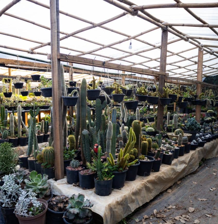 Cactos